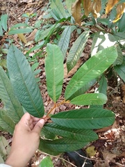 Fissistigma latifolium