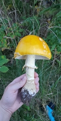 Amanita flavoconia