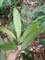 Fissistigma latifolium
