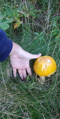 Amanita flavoconia