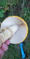 Amanita flavoconia