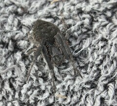 Araneidae