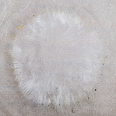 Amanita flavoconia