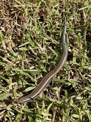 Plestiodon skiltonianus skiltonianus