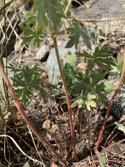Geranium caespitosum