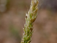 Rostraria pumila
