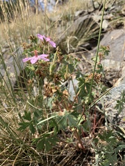 Geranium caespitosum