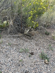 Crotalus viridis