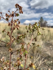 Eriogonum alatum