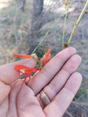 Penstemon labrosus