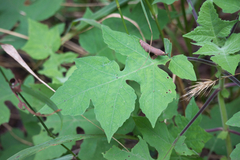 Polymnia canadensis