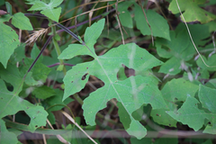 Polymnia canadensis