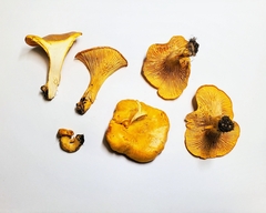 Cantharellus enelensis
