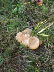 Cantharellus enelensis