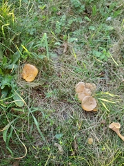 Cantharellus enelensis