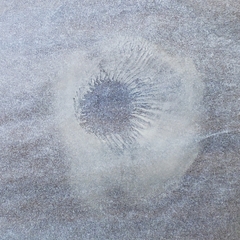 Cantharellus enelensis