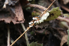 Dolichoderus taprobanae