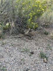 Crotalus viridis
