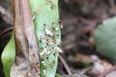 Dolichoderus taprobanae