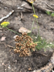 Harbouria trachypleura