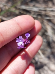 Verbena orcuttiana