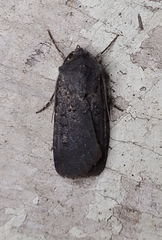 Euxoa velleripennis