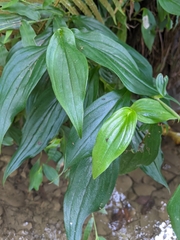 Tricyrtis formosana