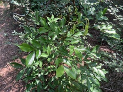 Archidendron lucidum