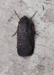 Euxoa velleripennis