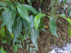 Tricyrtis formosana