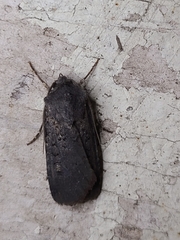 Euxoa velleripennis