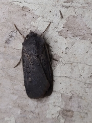 Euxoa velleripennis