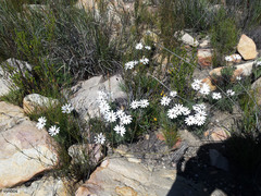 Dimorphotheca nudicaulis