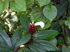 Costaceae