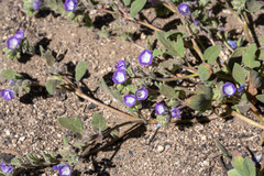 Phacelia davidsonii