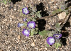 Phacelia davidsonii