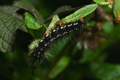 Nyctemera adversata