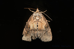 Limacodidae