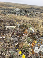Elymus hyperarcticus