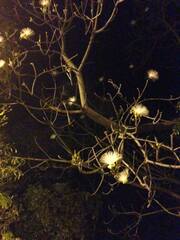 Pseudobombax palmeri