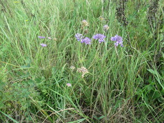 Scabiosa comosa