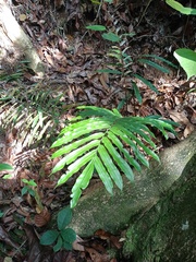 Blechnum finlaysonianum
