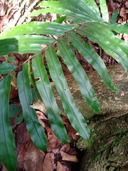 Blechnum finlaysonianum