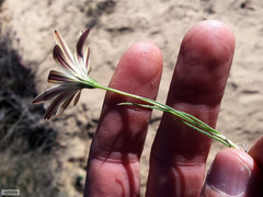 Dimorphotheca nudicaulis