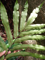 Blechnum finlaysonianum