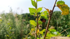 Campsiura mirabilis