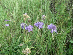 Scabiosa comosa