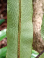 Blechnum finlaysonianum