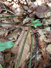 Blechnum finlaysonianum