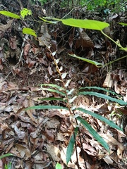 Blechnum finlaysonianum